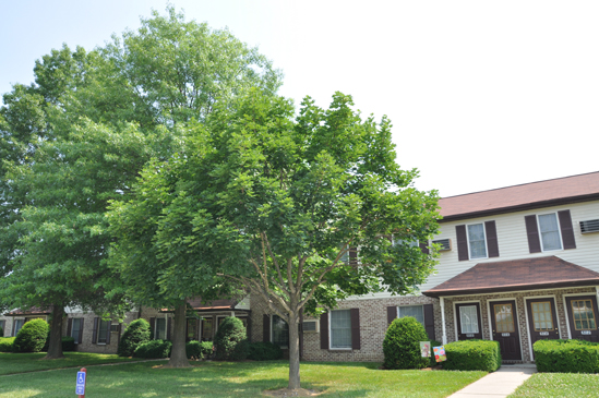 Mature Shade Trees
