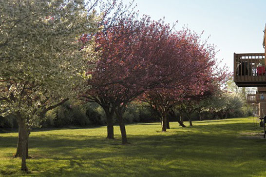 Back Yards
